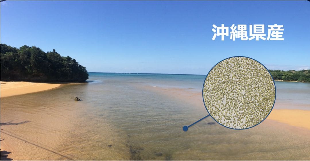沖縄の海で採取